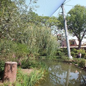 Part of Large Flamingo Aviary
