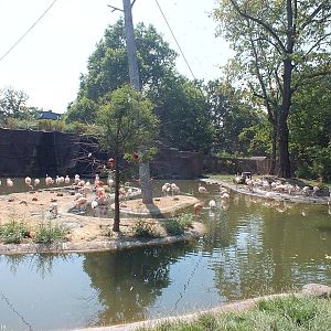 Part of Large Flamingo Aviary
