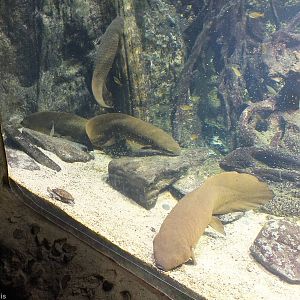 Australian Lungfish in Gondwanaland