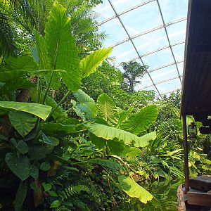 View from the Boat Ride in Gondwanaland