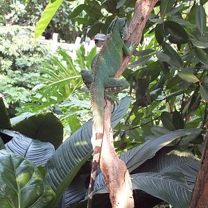 Free Roaming Asian Water Dragon in Gondwanaland