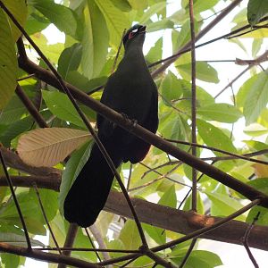 Free Flying Hartlaub's Turaco Calling in Gondwanaland