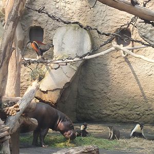 Pygmy Hippo Feeding with Diana Monkeys