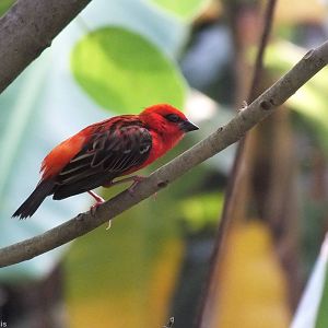 Free Flying Madagascar Fody in Gondwanaland