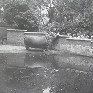 Hippopotamus 1960s