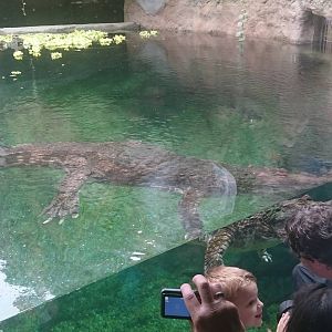 Frankie the Sunda Gharial