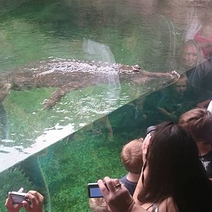 Frankie the Sunda Gharial