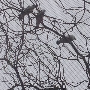 Bali starling temple