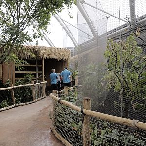 Monsoon Forest: Rhinoceros Hornbill Aviary
