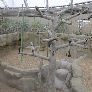Monsoon Forest: north west orang enclosure