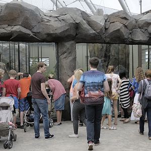 Monsoon Forest: upper macaque viewing windows