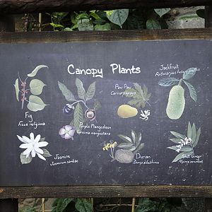 Monsoon Forest: Signage