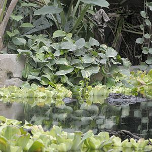 Monsoon Forest: male false gharial