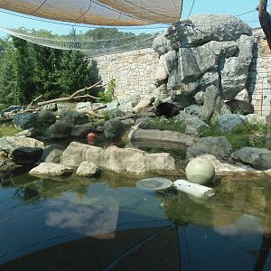 American Black Bear Exhibit