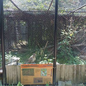 Greater Roadrunner Exhibit