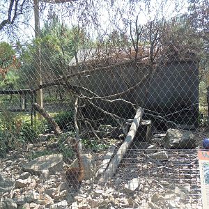 White-Nosed Coati Exhibit
