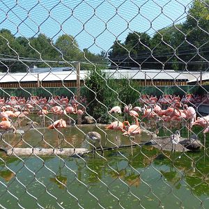 Caribbean Flamingo Exhibit