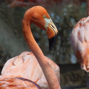 Caribbean Flamingo
