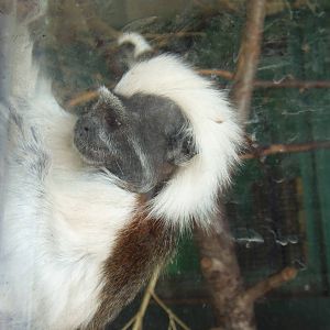 Curious Cotton-Top Tamarin
