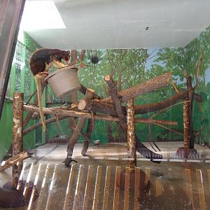 Matschie's Tree Kangaroo Exhibit