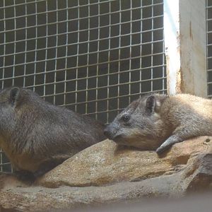 Rock Hyraxes