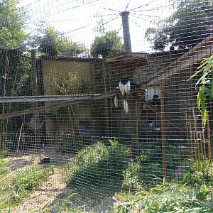 Mantled Guereza Exhibit