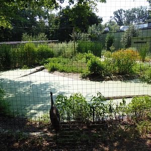 Florida Sandhill Crane Exhibit