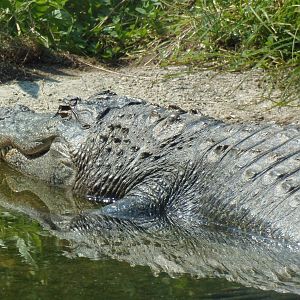 American Alligator