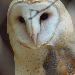 Barn Owl