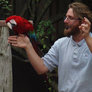Bird Show- Green-Winged Macaw