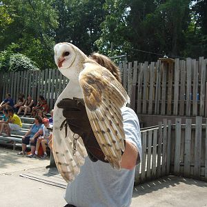 Bird Show- Barn Owl