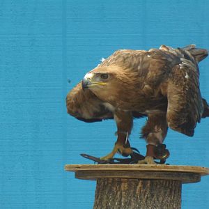Bird Show- Tawny Eagle