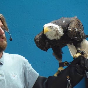 Bird Show- Bald Eagle