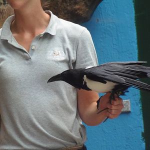 Bird Show- African Pied Crow