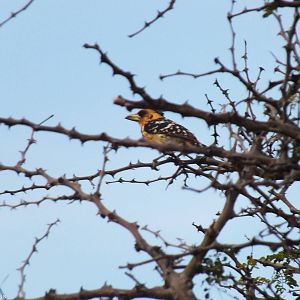 Crested Barbet - 2012