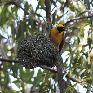 Lesser Masked Weaver - 2012