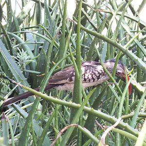 Southern Red-billed Hornbill - 2012