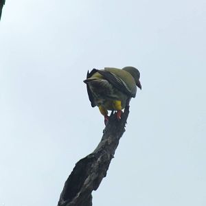 African Green Pigeon- 2012