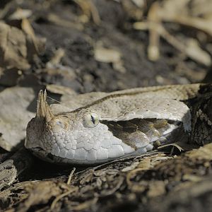 Western Gabon viper