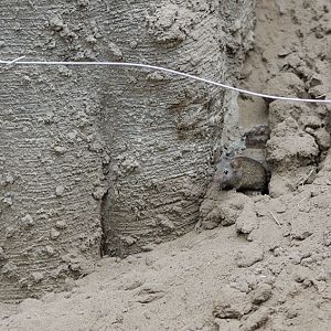 Elephant House house mouse