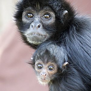 Newborn spider monkey, 8/20/15