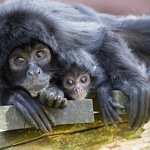 Newborn spider monkey, 8/20/15