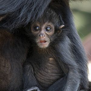 Newborn spider monkey, 8/20/15