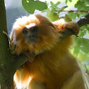 Golden lion tamarin, 8/19/15