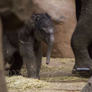 Newborn elephant calf