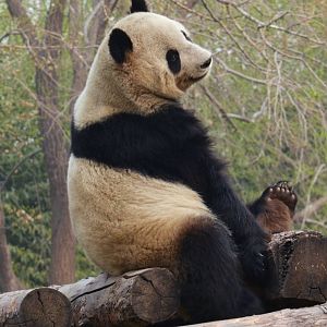 Giant Panda