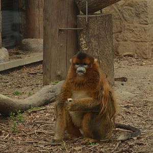 Golden Snub-nosed Monkey (Rhinopithecus roxellana)