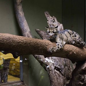 Clouded Leopards