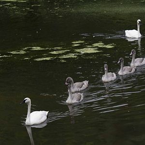 Trumpeter Swan family
