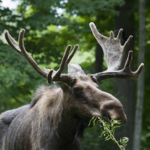 Moose